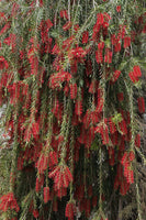 Graines Callistemon citrinus, Melaleuca citrina, Rince-bouteille