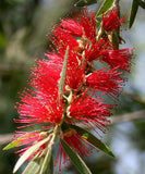 Graines Callistemon viminalis, Rince-bouteille pleureur