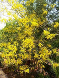 Graines Cassia Fistula, cassier, faux séné, faux caroubier