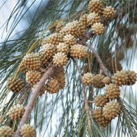 Graines Casuarina Cunninghamiana, Pin Australien, idéal Bonsaï