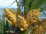 Graines Chamaerops humilis, Palmier nain, Palmier doum