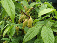 Graines de Chimonanthus praecox, Chimonanthe précoce