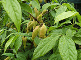 Graines de Chimonanthus praecox, Chimonanthe précoce