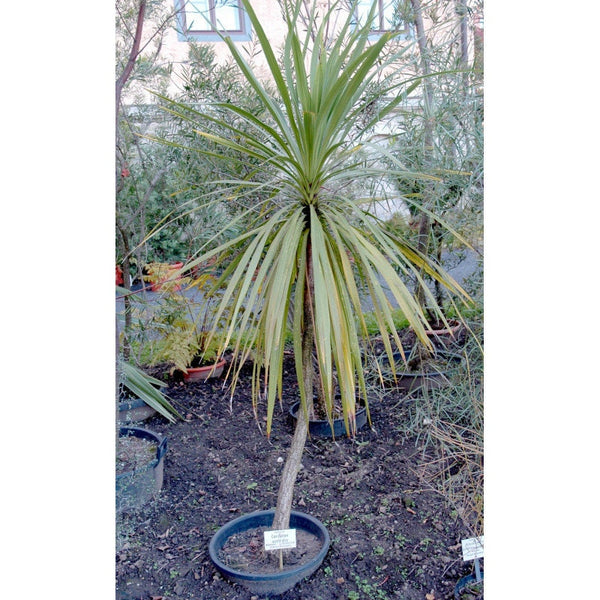 Graines de Cordyline Australis hort. indivisa, Dracena