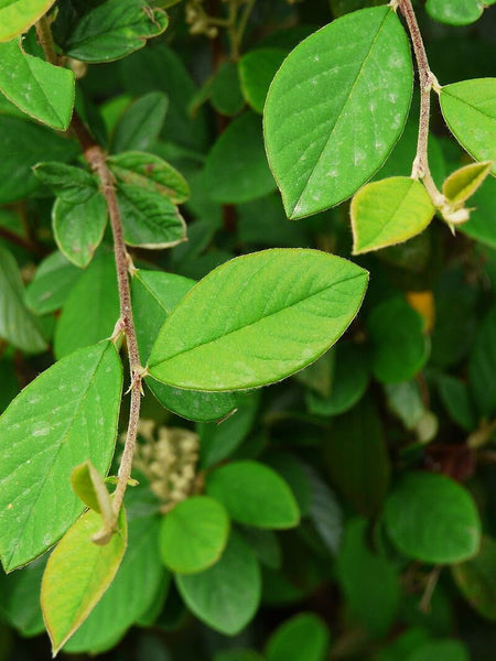 Graines Cotoneaster lacteus, Cotonéaster laiteux