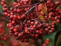 Graines Cotoneaster lacteus, Cotonéaster laiteux