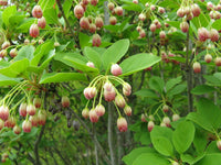 Graines Enkianthus campanulatus