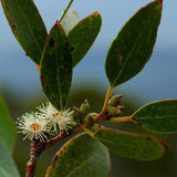 Graines eucalyptus subcrenulata, Gommier jaune