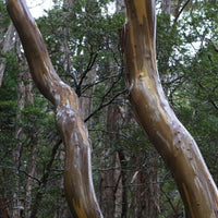 Graines eucalyptus subcrenulata, Gommier jaune