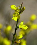 Graines Genista cinerea, Genêt cendré