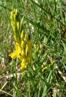 Graines Genista tinctoria, Genêt des teinturiers