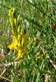 Graines Genista tinctoria, Genêt des teinturiers