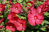 Graines Hibiscus moscheutos, Hibiscus des marais