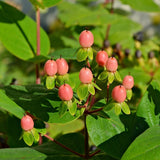 30 graines Hypericum androsaemum, Millepertuis androsème, androsème officinal