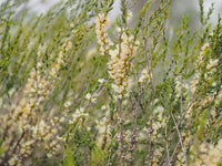 50 Graines melaleuca acuminata, Myrte de miel de Mallee