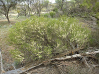 50 Graines melaleuca acuminata, Myrte de miel de Mallee