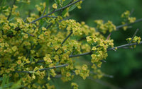 Graines de Osyris alba, Rouvet blanc, Osyris blanc