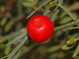 Graines de Osyris alba, Rouvet blanc, Osyris blanc