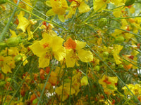 Graines de Parkinsonia aculeata, Épine de Jérusalem