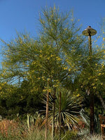 Graines de Parkinsonia aculeata, Épine de Jérusalem