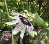 Graines de Passiflora edulis, Grenadille, Fruit de la Passion, Fruit de Pourpre