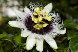 Graines de Passiflora edulis, Grenadille, Fruit de la Passion, Fruit de Pourpre