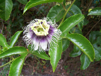 Graines de Passiflora edulis, Grenadille, Fruit de la Passion, Fruit de Pourpre