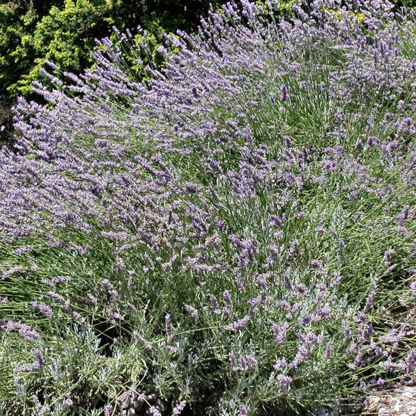 Graines de Lavandula latifolia, Lavande Aspic, Lavande à larges feuilles