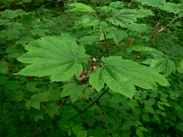 Graines de Acer circinatum, Érable circiné à feuilles rondes de vigne, érable circiné