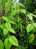 Graines de Acer davidii, Érable à peau de serpent, Érable du Père David