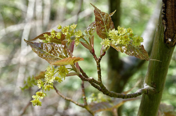 Graines de Acer davidii, Érable à peau de serpent, Érable du Père David