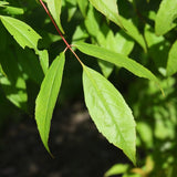 Graines de Acer mandshuricum, Érable de Mandchourie