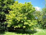 Graines Acer pennsylvanicum, Érable de Pennsylvanie, Érable jaspé