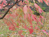 Graines Acer maximowiczianum, Érable de Nikko, Acer nikoense