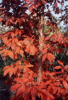 Graines Acer triflorum