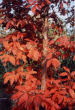 Graines Acer triflorum