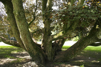 Graines Érable sycomore, Acer pseudoplatanus, faux platane, grand érable