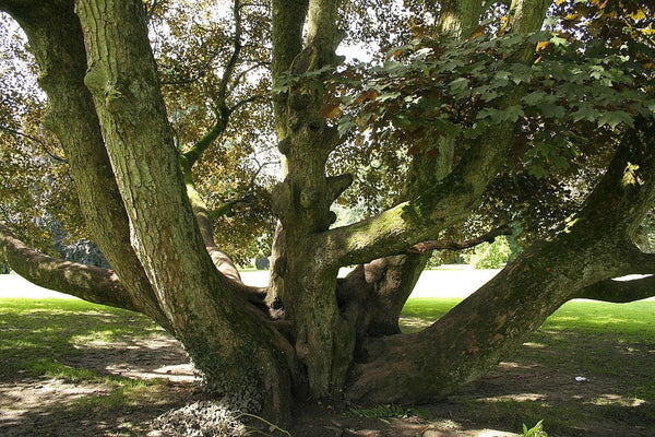 Graines Érable sycomore, Acer pseudoplatanus, faux platane, grand érable