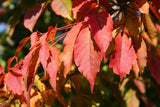 Graines Érable à feuille de vigne, Acer cissifolium