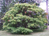 Graines Érable à feuille de vigne, Acer cissifolium