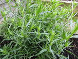 50 Graines Artemisia Dracunculus, Estragon