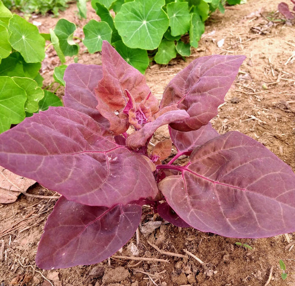 25 Graines Atriplex hortensis, Arroche des jardins "Plume Rouge"