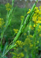 50 Graines Brassica Nigra, Moutarde noire, sénevé noir