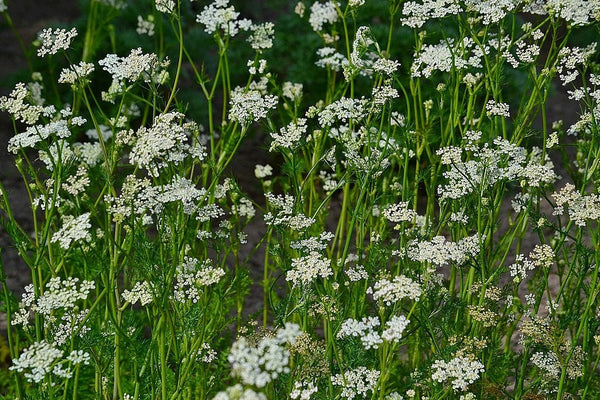 50 Graines Carum Carvi, Cumin des prés