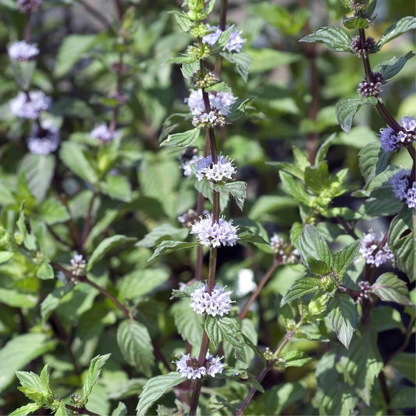 50 Graines de Menthe poivrée, Mentha × piperita