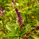 50 Graines de Basilic Cannelle, ocimum basilicum Cinnamon