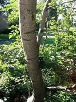 Graines Alnus incana, Aulne Blanc, Aulne rugueux, Aulne de montagne