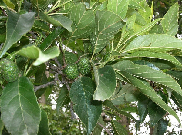 Graines Alnus Japonica, Aulne du Japon