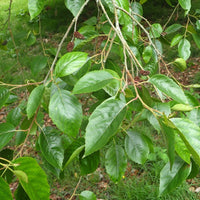 Graines Alnus Nitida, Aulne