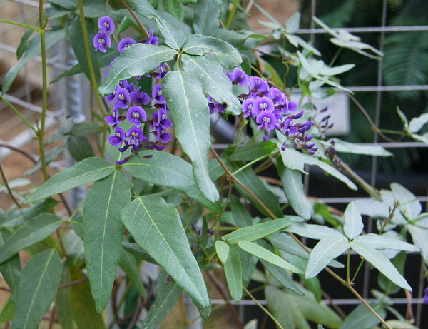 Graines Glycine corail , Glycine australienne, Hardenbergia comptoniana